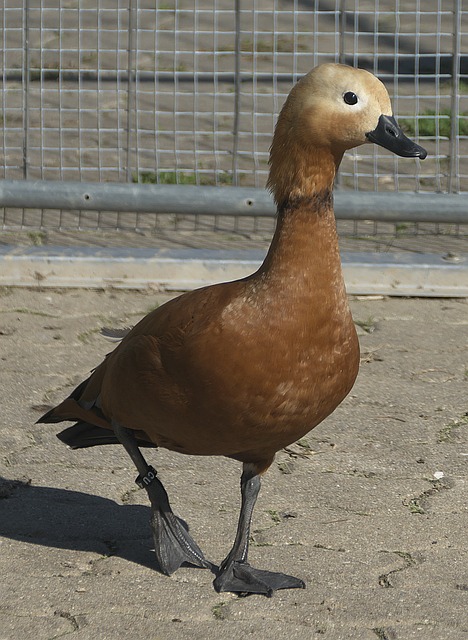 与审美